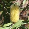 Fotografia 5 da espécie Banksia integrifolia do Jardim Botânico UTAD