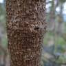 Fotografia 6 da espécie Banksia integrifolia do Jardim Botânico UTAD