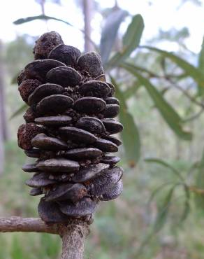 Fotografia 7 da espécie Banksia integrifolia no Jardim Botânico UTAD