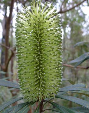 Fotografia 8 da espécie Banksia integrifolia no Jardim Botânico UTAD