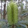 Fotografia 8 da espécie Banksia integrifolia do Jardim Botânico UTAD