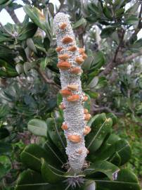 Fotografia da espécie Banksia integrifolia