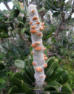 Fotografia 9 da espécie Banksia integrifolia no Jardim Botânico UTAD