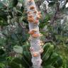 Fotografia 9 da espécie Banksia integrifolia do Jardim Botânico UTAD