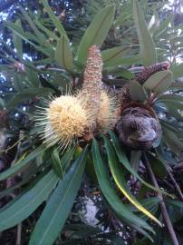 Fotografia da espécie Banksia integrifolia