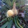 Fotografia 10 da espécie Banksia integrifolia do Jardim Botânico UTAD