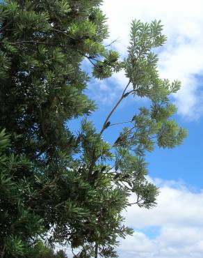 Fotografia 12 da espécie Banksia integrifolia no Jardim Botânico UTAD
