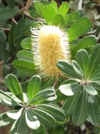 Fotografia da espécie Banksia integrifolia