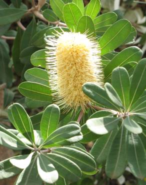 Fotografia 13 da espécie Banksia integrifolia no Jardim Botânico UTAD