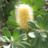 Fotografia 13 da espécie Banksia integrifolia do Jardim Botânico UTAD