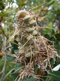 Fotografia da espécie Banksia integrifolia