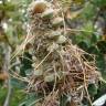 Fotografia 15 da espécie Banksia integrifolia do Jardim Botânico UTAD