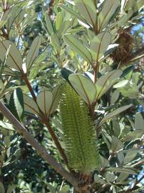 Fotografia da espécie Banksia integrifolia