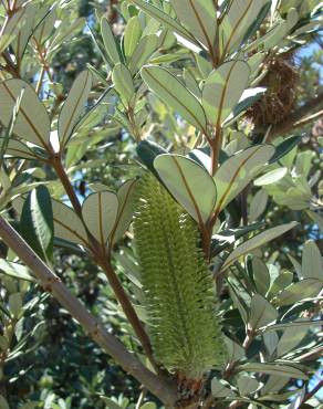 Fotografia 16 da espécie Banksia integrifolia no Jardim Botânico UTAD