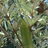 Fotografia 16 da espécie Banksia integrifolia do Jardim Botânico UTAD