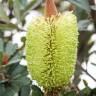 Fotografia 17 da espécie Banksia integrifolia do Jardim Botânico UTAD