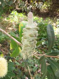 Fotografia da espécie Banksia integrifolia