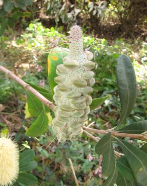 Fotografia 18 da espécie Banksia integrifolia no Jardim Botânico UTAD
