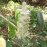 Fotografia 18 da espécie Banksia integrifolia do Jardim Botânico UTAD