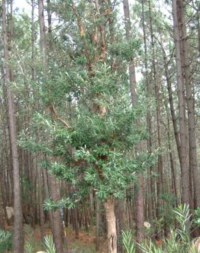 Fotografia 19 da espécie Banksia integrifolia no Jardim Botânico UTAD