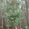 Fotografia 19 da espécie Banksia integrifolia do Jardim Botânico UTAD