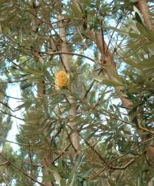 Fotografia da espécie Banksia integrifolia