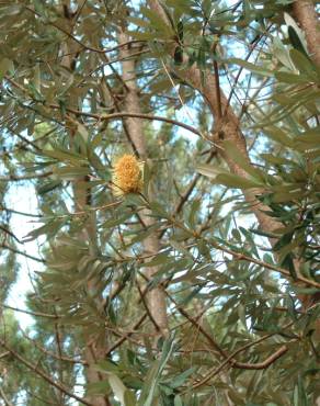 Fotografia 20 da espécie Banksia integrifolia no Jardim Botânico UTAD
