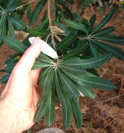 Fotografia da espécie Banksia integrifolia