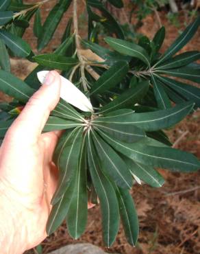 Fotografia 21 da espécie Banksia integrifolia no Jardim Botânico UTAD