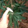 Fotografia 21 da espécie Banksia integrifolia do Jardim Botânico UTAD