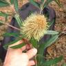 Fotografia 22 da espécie Banksia integrifolia do Jardim Botânico UTAD