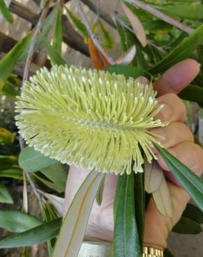 Fotografia 23 da espécie Banksia integrifolia no Jardim Botânico UTAD