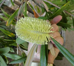 Fotografia da espécie Banksia integrifolia