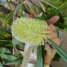 Fotografia 23 da espécie Banksia integrifolia do Jardim Botânico UTAD