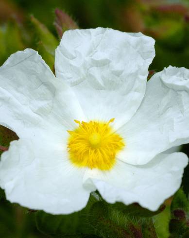 Fotografia de capa Cistus psilosepalus - do Jardim Botânico