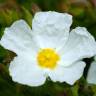 Fotografia 1 da espécie Cistus psilosepalus do Jardim Botânico UTAD