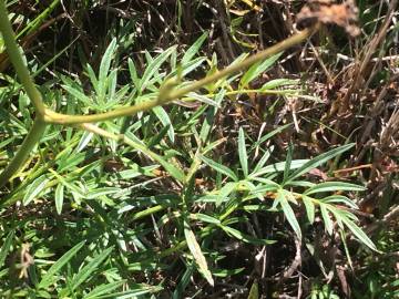 Fotografia da espécie Peucedanum lancifolium