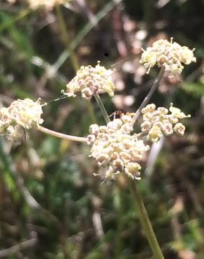 Fotografia 1 da espécie Peucedanum lancifolium no Jardim Botânico UTAD