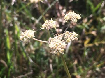 Fotografia da espécie Peucedanum lancifolium