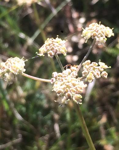 Fotografia de capa Peucedanum lancifolium - do Jardim Botânico