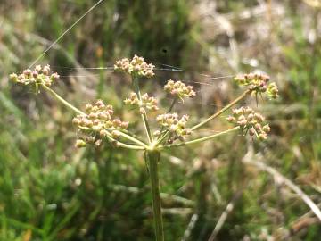 Fotografia da espécie Peucedanum lancifolium