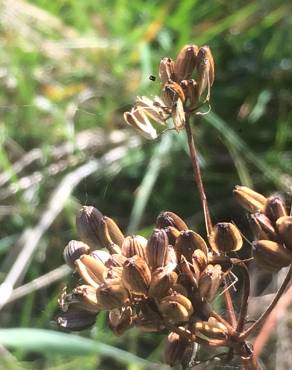 Fotografia 4 da espécie Peucedanum lancifolium no Jardim Botânico UTAD