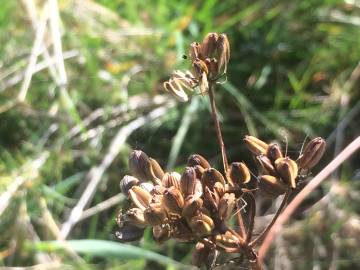 Fotografia da espécie Peucedanum lancifolium