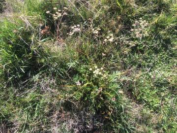 Fotografia da espécie Peucedanum lancifolium