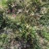 Fotografia 5 da espécie Peucedanum lancifolium do Jardim Botânico UTAD