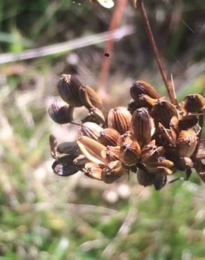 Fotografia 6 da espécie Peucedanum lancifolium no Jardim Botânico UTAD