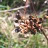 Fotografia 6 da espécie Peucedanum lancifolium do Jardim Botânico UTAD