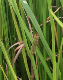 Fotografia da espécie Acorus calamus
