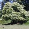 Fotografia 10 da espécie Aleurites moluccana do Jardim Botânico UTAD