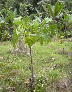 Fotografia 13 da espécie Aleurites moluccana no Jardim Botânico UTAD